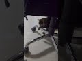 耳かきＶＳ猫 #shorts