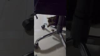 耳かきVS猫 #shorts