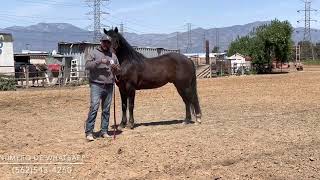 Como trabajar un caballo sensible y con miedo Trabajo pie a tierra y fundamentos como arrendador