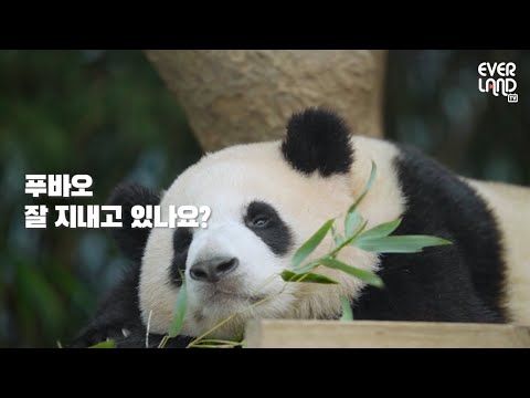 #푸바오 근황 판다할배 강철원 사육사 전격 인터뷰 | 에버랜드 판다월드 (Panda <strong>FuBao</strong>) (ENG Sub)