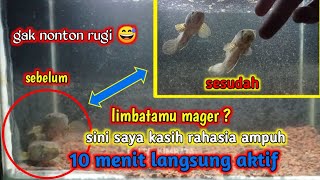 cara ampuh melatih channa limbata mager jadi aktif dalam waktu 10 menit