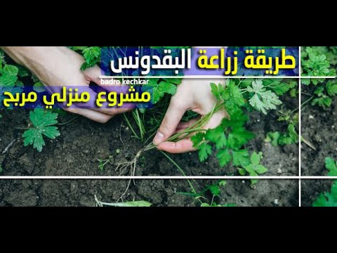 مشروع منزلي مربح - طريقة زراعة البقدونس