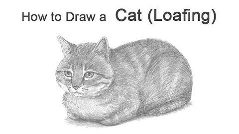 How to Draw a Cat (Loaf Position)