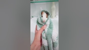 Mẹo tắm cho Bọ Ú (chuột Lang) dễ dàng - Easy guinea pig bath tips - BỌ Ú HOUSE #33