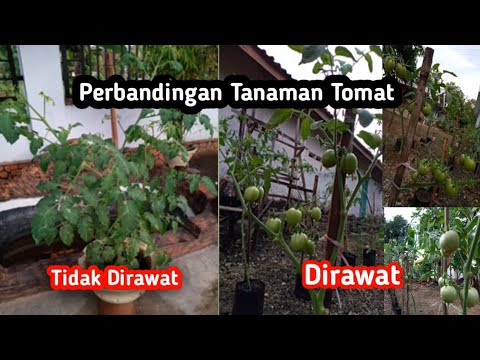 Video: Apa perbedaan antara tanaman tomat tak tentu dan tak tentu?