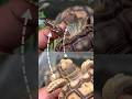 PERBEDAAN KURA KURA MELANISTIK DAN KURA KURA NORMAL | Rare Melanistic Tortoise