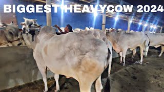 BEAUTIFUL HEAVY BIG COW FOR | ROYAL DAIRY FARM | COLLECTION 2024 || KOLKATACOW2024 || PN.81008 10833