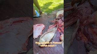 Huge goldfish in the belly of a flathead catfish.😳 #yt #fishbait #catfishfishing #viral #viralreels