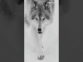 صوره احلى ذئب ابيض احلى صوره حلوه لايك اشتراك