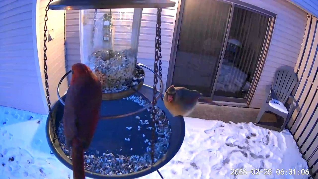 2026/02/25 - A Northern Cardinal couple opens up the feeder in 11°F weather