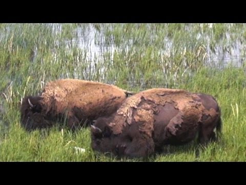 ♥♥ Relaxing Scene of Bison Grazing at Yellowstone (3 hours)