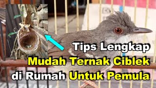 Tips Lengkap Mudah Ternak Ciblek Di Rumah Untuk Pemula