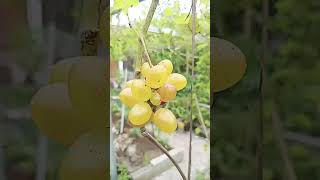 buah anggur dirumah #gardening #anggur #anggurimport #shorts