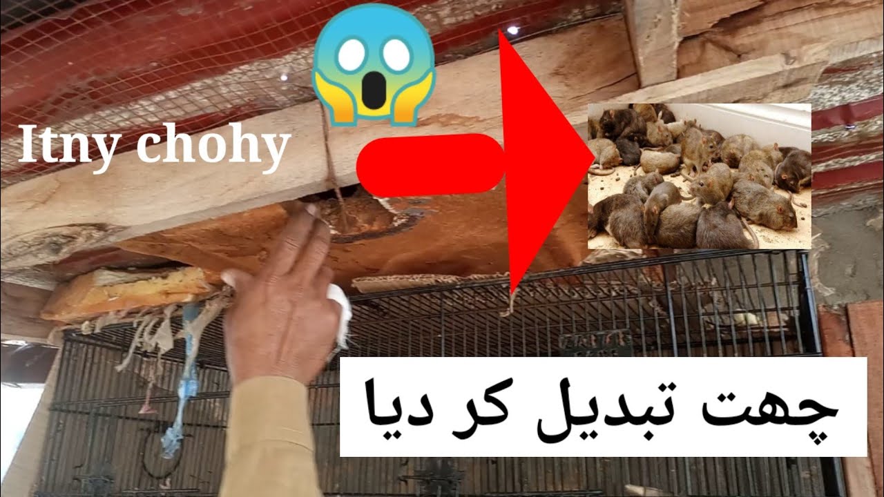 Apny Setup Sy Chohy Khtam Kardiye Sara Chat He Okhar Diya Very apny-setup-sy-chohy-khtam-kardiye-sara-chat-he-okhar-diya-very