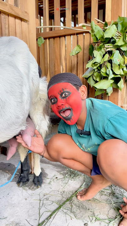 DAFA WANTS TO DRINK GOAT'S MILK⁉️😱 #trending #shorts #milk #goat #funny #comedy