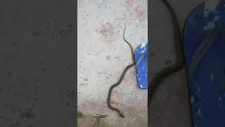 Snake Dance | Funny video