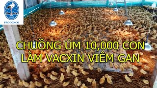 MÔ HÌNH CHUỒNG ÚM 10,000 VỊT CON - LÀM VACXIN VIÊM GAN