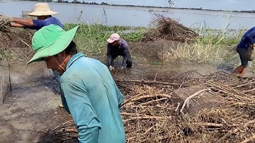 Bắt Ếch Kiểu Này Rất Hiệu Quả • Trúng Mánh Ếch Khổng Lồ Mùa Nước Nổi Miền Tây | Bông Lúa Đồng Tháp