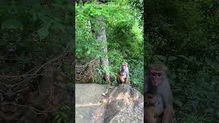දුන්හිඳ ඇල්ල 🥰🇱🇰| Dunhinda water fall #srilanka #travel #trendingshorts #nature #badulla  #shorts