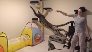 F2 Savannah Cat Taj Showing Off His Jumping Skills