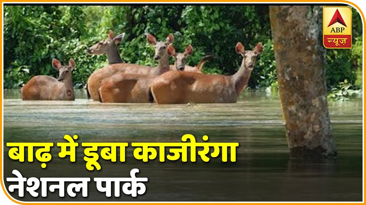 07 25 洪水でインドのカジランガ国立公園の90 が浸水 Art Logic Travel 旅を考えるweb