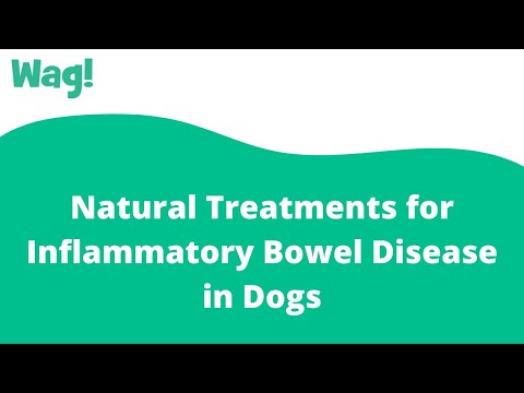 Natural Treatments For Inflammatory Bowel Disease In Dogs | Wag!