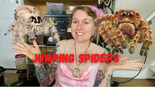 Jumping Spider Facts and Handling!