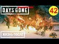 DAYS GONE. ЖИЗНЬ ПОСЛЕ. 🎮 PS4 #42 ПОСЛЕДНИЕ ОРДЫ. Прохождение на русском.