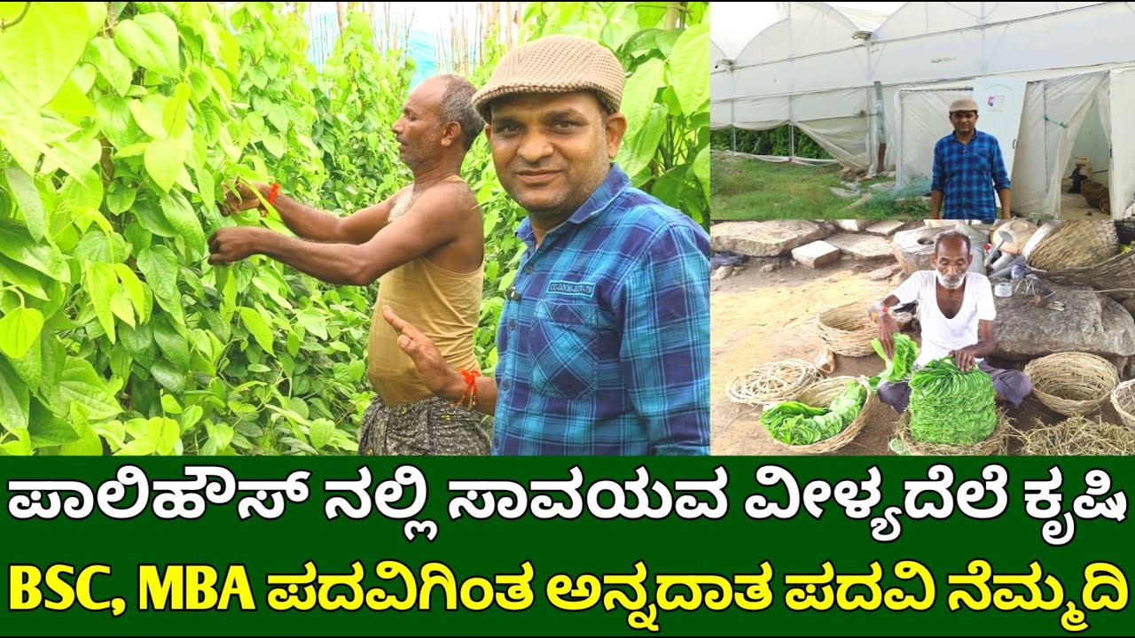 ಪಾಲಿಹೌಸ್ ಸಾವಯವ ವೀಳ್ಯದೆಲೆ ಕೃಷಿ | Betel leaf plantation in polyhouse | betel leaf farming in kannada