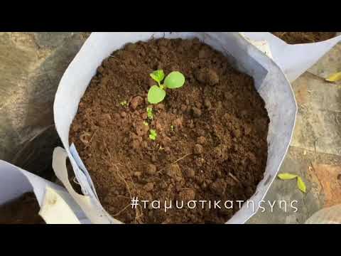 Βίντεο: Σκουπίδια στον κήπο: Συμβουλές για την καλλιέργεια φυτών από τα σκουπίδια