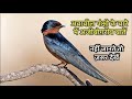      22    interesting facts about swallow birds in hindi