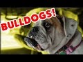 The Funniest Bulldog Videos of 2016 Weekly Compilation   Funny Pet Videos