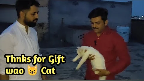 Watch the video about Full white Persian 😺 Cat Gift 🎁 Thnku usman bahi