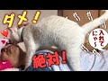 決して開けてはイケナイ 猫に愛され過ぎて寝不足6