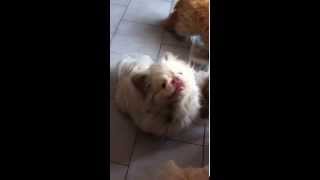 IMG 6239