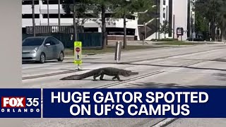 Video of alligator slowly crossing road on University of Florida's campus goes viral