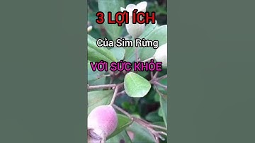3 Lợi Ích Của Sim Rừng Có Thể Bạn Chưa Biết #dinhduong #health #suckhoe