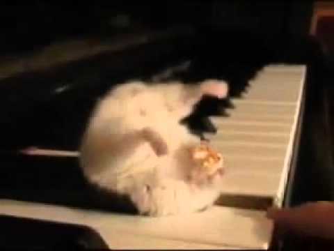 Hamster on a Piano (Eating Popcorn)
