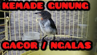 kemade gunung gacor | ngalas