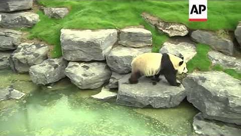 Newly arrived pandas make public debut