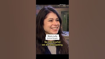 Giant pandas leaving the Smithsonian National Zoo for China