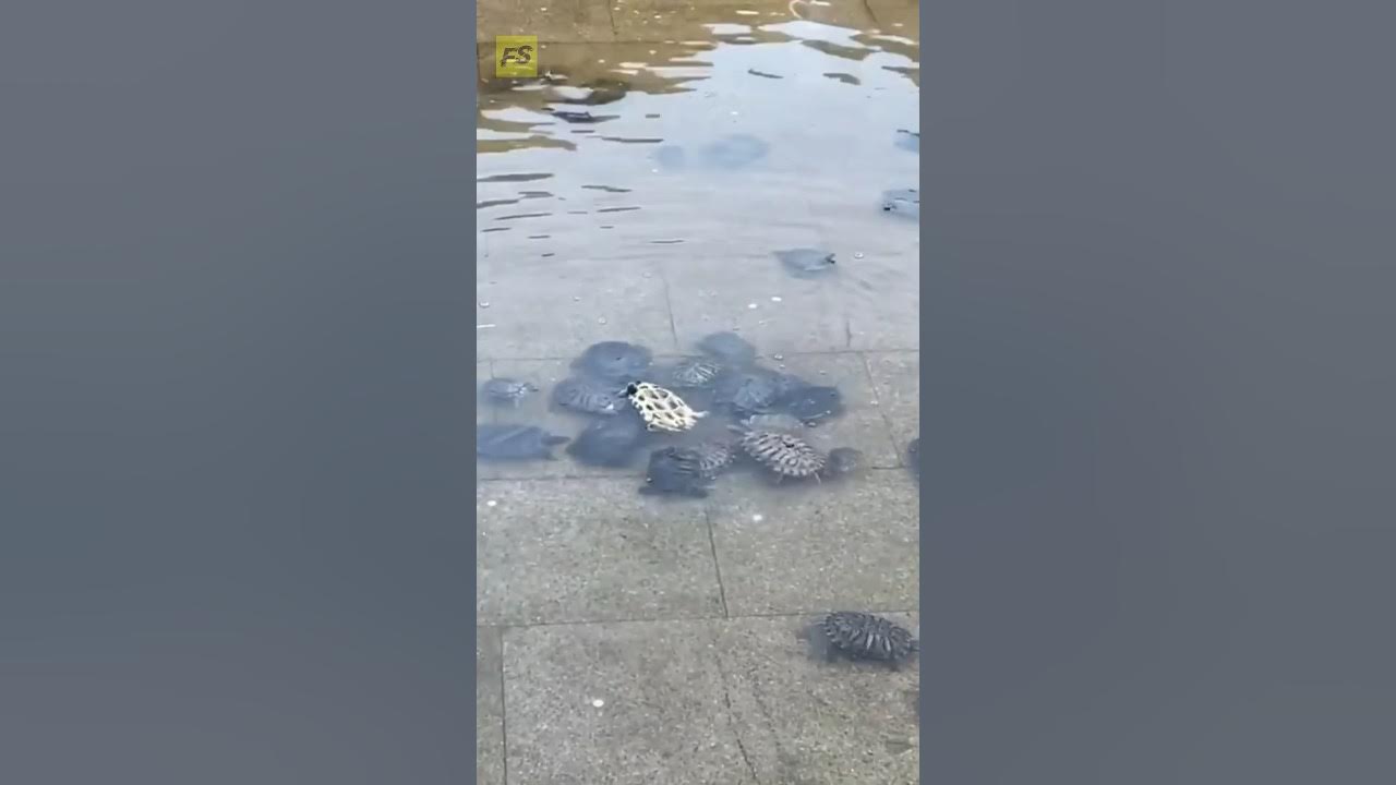 These turtles saved another turtle's life 😲 | #shorts #ytshorts - YouTube