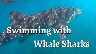 SWIMMING WITH WHALE SHARKS IN LA PAZ, MEXICO!! Add it to your bucket list!!