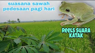 pemandangan sawah tanaman padi ‼️ suara katak bersahutan