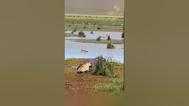 Hyena Makes a Deadly Mistake with a Hippo