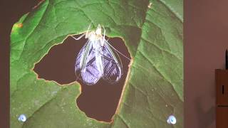 Voices of Nature #15, David Rothenberg, The Rhythms and Songs of Bugs