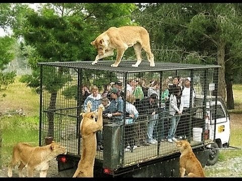 Vídeo: Os zoológicos mais interessantes do mundo