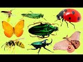 2 часть Учим насекомых и их звуки | Учим названия и голоса насекомых для малышей