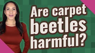 Famous Are carpet beetles harmful? Profile