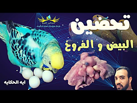 ازاى متضيعش منك اى فروخ فى موسم الانتاج